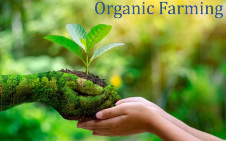 How vermicompost increases soil fertility